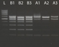 Buccalyse DNA Release Kit  / (Präparationen) 3