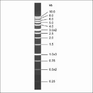 Bild 1 von my-Budget 1 kb DNA-Leiter Premium <br> inkl. Ladepuffer Orange G