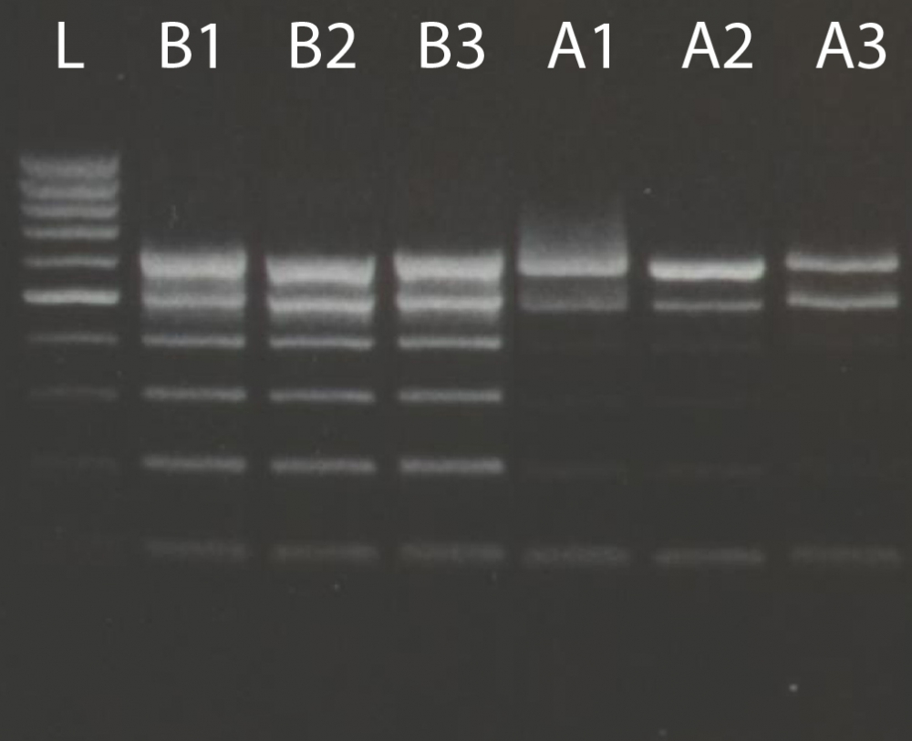 Bild 1 von Buccalyse DNA Release Kit