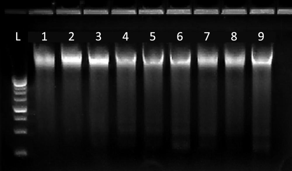 Bild 1 von BuccalPrep Plus DNA Isolation Kit mit Swabs<br>
