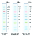 my-Budget Prestained Protein-Leiter