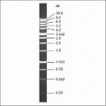 my-Budget 1 kb DNA-Leiter Premium <br> inkl. Ladepuffer Orange G