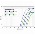 my-Budget 5x QPCR-Mix II (no ROX)