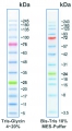 my-Budget Prestained Protein-Leiter 