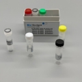 Bild 1 von my-Budget cDNA-Synthese Mix <br> ohne Primer  / (Anzahl Reaktionen) 2000