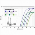 my-Budget 5x QPCR-Mix II Capillary