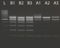 Buccalyse DNA Release Kit