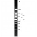 my-Budget 100 bp <br>+ 1,5 kb DNA-Leiter Premium <br> inkl. Ladepuffer Orange G