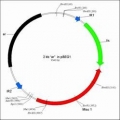 my-Budget <br>Plasmid Midi Kit